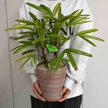 Amazon｜観音竹 鉢植え1鉢 陶器鉢植え和の観葉植物アヤニシキ